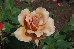 Julia's Rose (Rosa 'Julia's Rose') at A Very Successful Garden Center