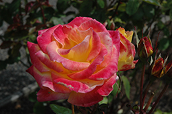 Desert Peace Rose (Rosa 'Meinomad') at Stonegate Gardens