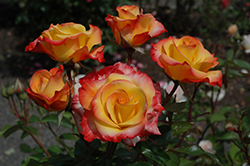 Redgold Rose (Rosa 'DICor') at A Very Successful Garden Center
