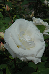 Mount Shasta Rose (Rosa 'Mount Shasta') at Stonegate Gardens