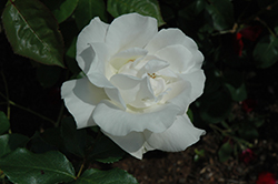 Class Act Rose (Rosa 'JACare') at A Very Successful Garden Center