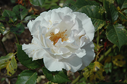 Margaret Merril Rose (Rosa 'HARkuly') at A Very Successful Garden Center