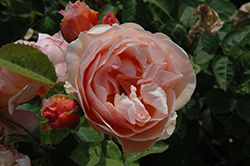 Ellen Rose (Rosa 'Auscup') at A Very Successful Garden Center