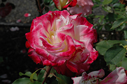 World Peace Rose (Rosa 'BURworpe') at Stonegate Gardens