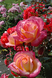 Broadway Rose (Rosa 'BURway') at Stonegate Gardens
