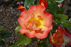 Playboy Rose (Rosa 'Cheerio') at Stonegate Gardens
