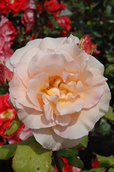 Apricot Nectar Rose (Rosa 'Apricot Nectar') at Stonegate Gardens