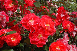 Matangi Rose (Rosa 'MACman') at A Very Successful Garden Center