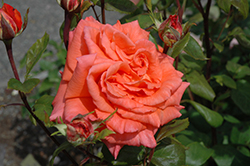 Shreveport Rose (Rosa 'Shreveport') at A Very Successful Garden Center