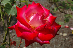 Mon Cheri Rose (Rosa 'AROcher') at Stonegate Gardens