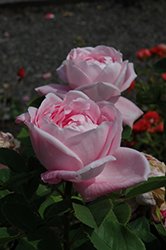 Baroness De Rothschild Rose (Rosa 'Baroness De Rothschild') at A Very Successful Garden Center