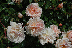 Leontine Gervais Rose (Rosa 'Leontine Gervais') at A Very Successful Garden Center