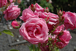 Gene Boerner Rose (Rosa 'Gene Boerner') at A Very Successful Garden Center