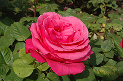Electron Rose (Rosa 'Electron') at A Very Successful Garden Center