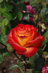 Perfect Moment Rose (Rosa 'KORwilma') at Lakeshore Garden Centres