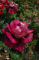 Flaming Peace Rose (Rosa 'MACbo') at Stonegate Gardens