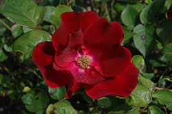 Dusky Maiden Rose (Rosa 'Dusky Maiden') at Lakeshore Garden Centres