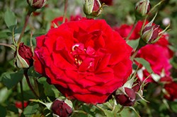 Dragon's Eye Rose (Rosa 'CLEdrag') at A Very Successful Garden Center