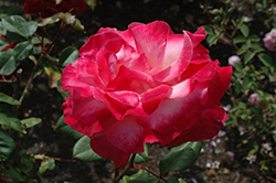 Color Magic Rose (Rosa 'JACmag') at A Very Successful Garden Center