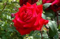 Celebrate America Rose (Rosa 'TANcressor') at Lakeshore Garden Centres