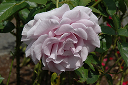 Lagerfeld Rose (Rosa 'AROlaqueli') at Stonegate Gardens