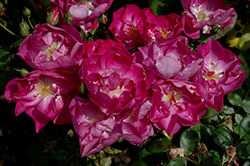 International Herald Tribune Rose (Rosa 'HARquantum') at A Very Successful Garden Center