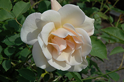 First Kiss Rose (Rosa 'JACling') at Lakeshore Garden Centres