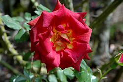 Antique Tapestry Rose (Rosa 'CLEtape') at A Very Successful Garden Center