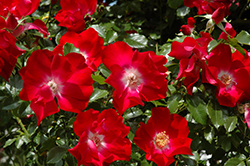 Dortmund Rose (Rosa 'Dortmund') at Lakeshore Garden Centres