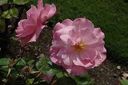 Sweet Inspiration Rose (Rosa 'JACsim') at A Very Successful Garden Center