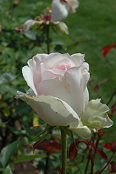 Sheer Bliss Rose (Rosa 'Sheer Bliss') at A Very Successful Garden Center