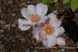 Lilac Charm Rose (Rosa 'Lilac Charm') at Lakeshore Garden Centres