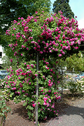 Provence Rose (Rosa 'Provence') at Stonegate Gardens