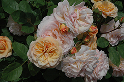 Charles Austin Rose (Rosa 'Charles Austin') at A Very Successful Garden Center