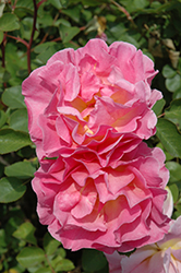 Lilian Austin Rose (Rosa 'Ausmound') at A Very Successful Garden Center