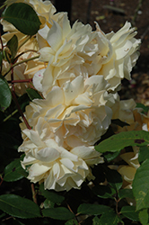Buff Beauty Rose (Rosa 'Buff Beauty') at A Very Successful Garden Center