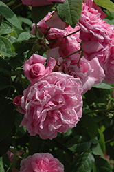 Ispahan Rose (Rosa 'Ispahan') at A Very Successful Garden Center