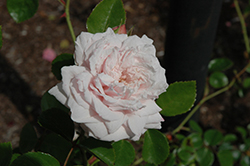Awakening Rose (Rosa 'Awakening') at Stonegate Gardens