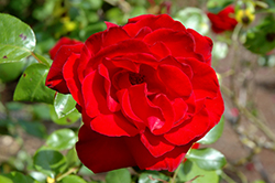 Dynamite Rose (Rosa 'JACsat') at A Very Successful Garden Center