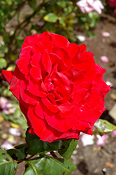 Royal Velvet Rose (Rosa 'Royal Velvet') at Stonegate Gardens