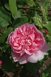 Cottage Rose (Rosa 'Cottage') at A Very Successful Garden Center