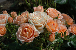 Sweet Dream Rose (Rosa 'FRYminicot') at Lakeshore Garden Centres