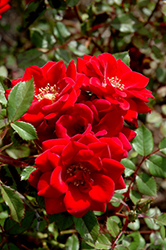 Royalty Rose (Rosa 'Royalty') at A Very Successful Garden Center