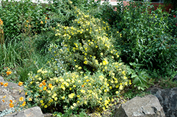 Unblotched Woolly Rockrose (Halimium lasianthum 'ssp. alyssoides') at A Very Successful Garden Center