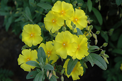 Yellow Rockrose (Halimium pauanum) at A Very Successful Garden Center