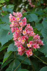 Ruby Red Horse Chestnut (Aesculus x carnea 'Briotti') at Lakeshore Garden Centres