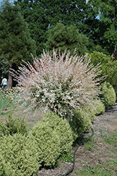 Tricolor Willow (tree form) (Salix integra 'Hakuro Nishiki (tree form)') at A Very Successful Garden Center