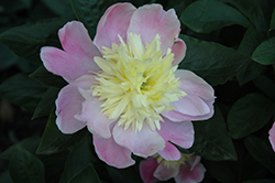 Butter Bowl Peony (Paeonia 'Butter Bowl') at Lakeshore Garden Centres