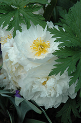 Fringed Ivory Peony (Paeonia 'Fringed Ivory') at A Very Successful Garden Center