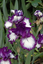 Art Deco Iris (Iris 'Art Deco') at Stonegate Gardens